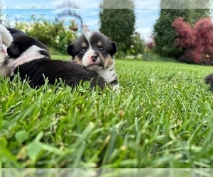 Pembroke Welsh Corgi Puppy for sale in MARQUETTE, MI, USA