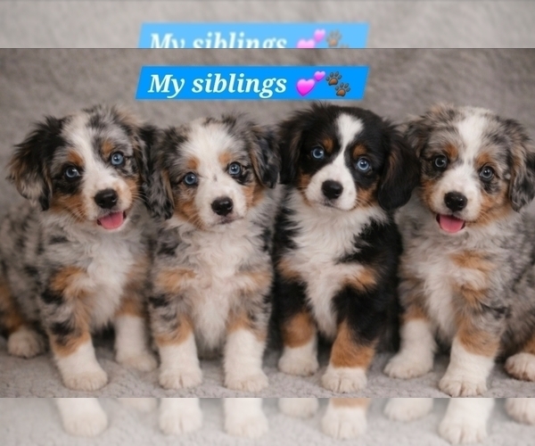 Medium Photo #10 Aussalier Puppy For Sale in DECATUR, IL, USA