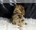 Small Photo #113 Dachshund Puppy For Sale in WARSAW, IN, USA