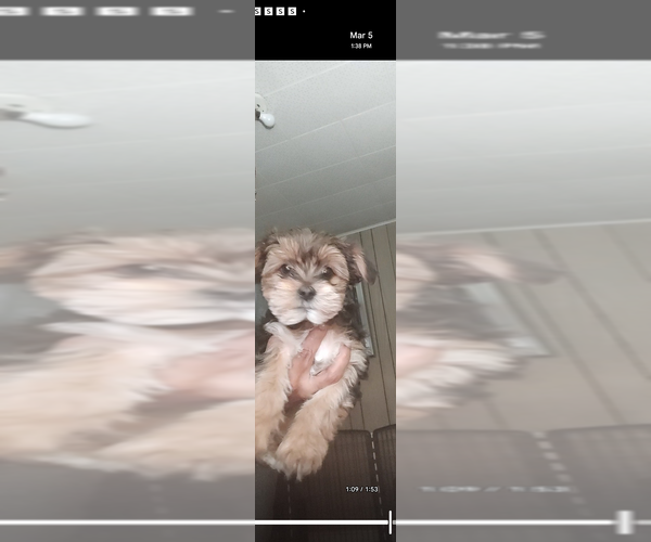 Medium Photo #1 Yorkshire Terrier Puppy For Sale in CLEVELAND, OH, USA