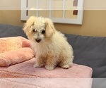 Small #1 Maltipoo (Miniature)-Poodle (Miniature) Mix