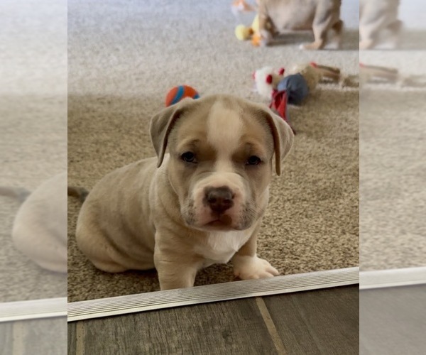Medium Photo #2 American Bully Puppy For Sale in CEDAR RAPIDS, IA, USA