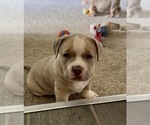 Small #1 American Bully
