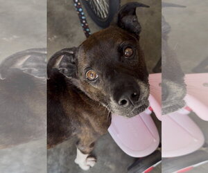 Dexter - Male American Staffordshire Terrier-Labrador Retriever Mix Dog for Adoption - Photo #4