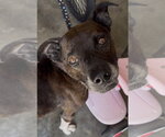 Small #3 American Staffordshire Terrier-Labrador Retriever Mix