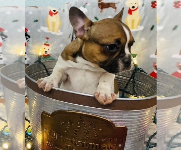 Medium Photo #8 French Bulldog Puppy For Sale in CINCINNATI, OH, USA
