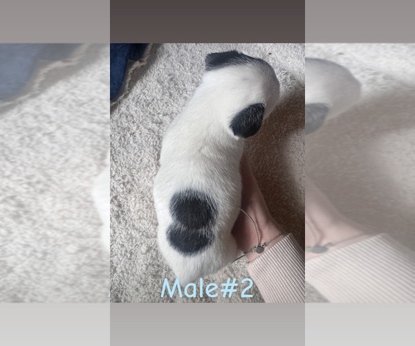 Medium Photo #3 Jack Russell Terrier Puppy For Sale in WEST LIBERTY, KY, USA