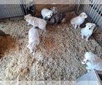 Small Photo #4 Australian Shepherd Puppy For Sale in GARLAND, NC, USA