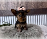 Small #1 Yorkshire Terrier