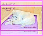 Small Photo #25 English Cream Golden Retriever Puppy For Sale in PRINCETON, WV, USA
