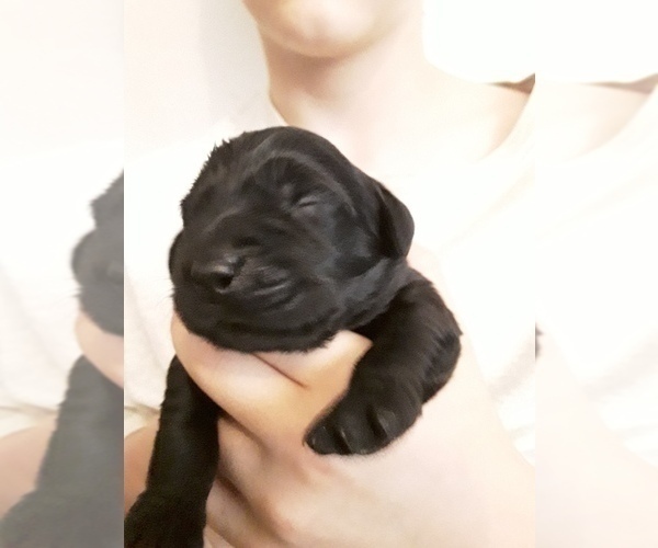 Medium Photo #2 Goldendoodle-Labrador Retriever Mix Puppy For Sale in KALISPELL, MT, USA