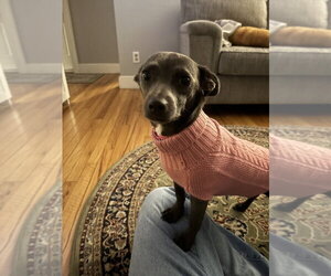 Frieda - Female Chiweenie Dog for Adoption - Photo #3