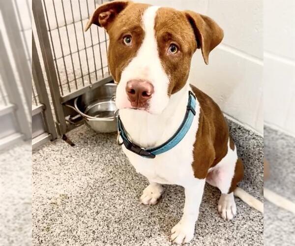 Medium Photo #2 Labrador Retriever Puppy For Sale in Houston, TX, USA