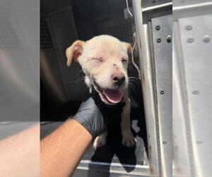 Labrador Retriever Dogs for adoption in Corpus Christi, TX, USA