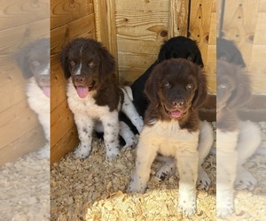 Newfoundland Puppy for Sale in WAUSEON, Ohio USA