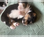 Small #6 Australian Shepherd