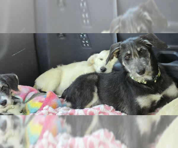 Medium Photo #3 Labrador Retriever-Unknown Mix Puppy For Sale in Mt. Laurel, NJ, USA