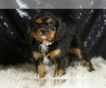 Small #3 Cavalier King Charles Spaniel