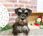 Small #2 Schnauzer (Miniature)
