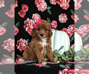 Cavapoo Puppy for sale in NEW PROVIDENCE, PA, USA