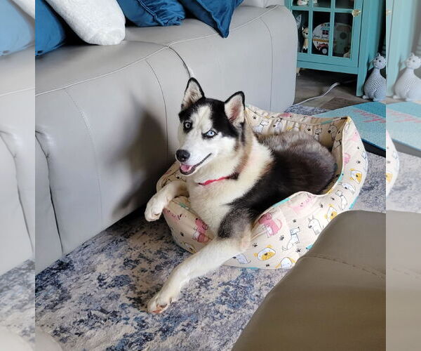 Medium Photo #3 Siberian Husky Puppy For Sale in Scottsboro, AL, USA