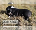Small Photo #23 Boston Terrier Puppy For Sale in GENOA, NE, USA