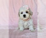 Small #20 Poodle (Toy)