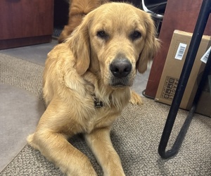 Mother of the Golden Retriever puppies born on 11/26/2025