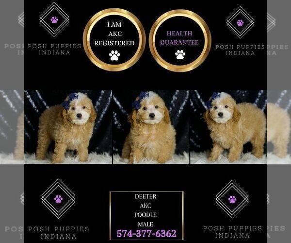 Medium Photo #2 Poodle (Toy) Puppy For Sale in WARSAW, IN, USA