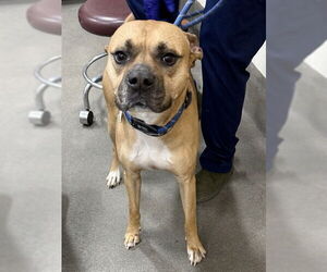 Mutt Dogs for adoption in Forestville, MD, USA