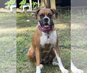 Boxer Dogs for adoption in  Katy, TX, USA