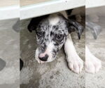 Small #1 Catahoula Leopard Dog Mix
