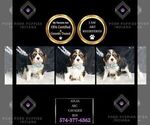 Small #1 Cavalier King Charles Spaniel
