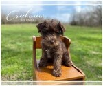 Small Photo #2 Schnauzer (Miniature) Puppy For Sale in NIANGUA, MO, USA