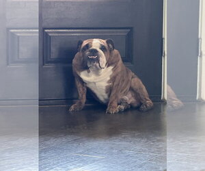 Bulldog Dogs for adoption in McKinney, TX, USA