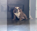 Small Bulldog
