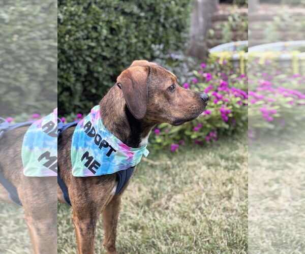 Medium Photo #8 Mutt Puppy For Sale in Holly Springs, NC, USA