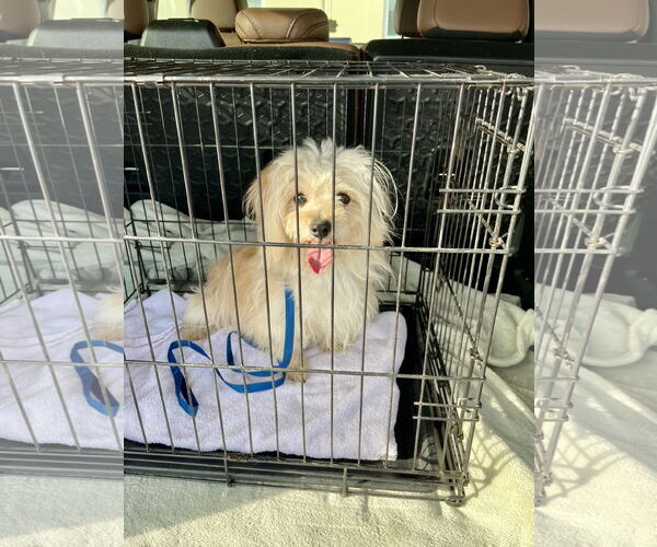 Medium Photo #5 Havamalt Puppy For Sale in McKinney, TX, USA