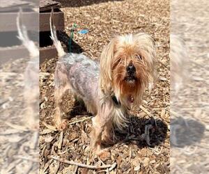 Mutt Dogs for adoption in Waterford, VA, USA