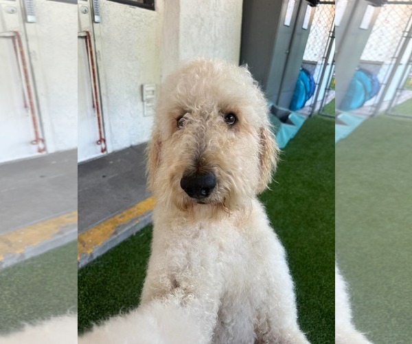 Medium Photo #2 Labradoodle Puppy For Sale in San Diego, CA, USA