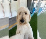 Small #1 Labradoodle