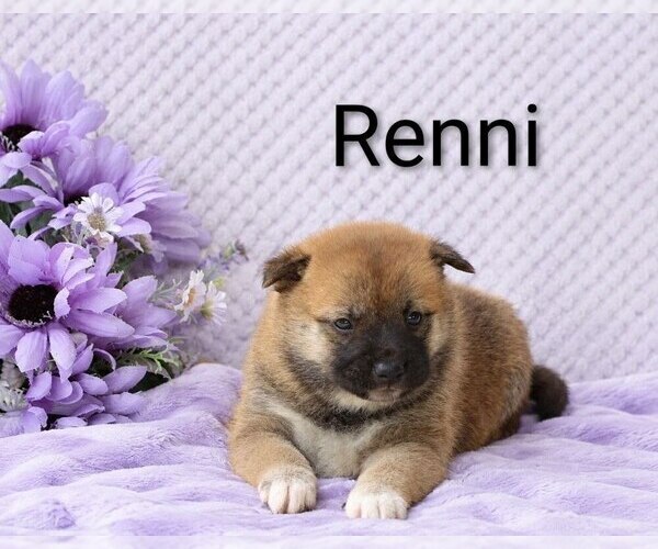 Medium Photo #1 Shiba Inu Puppy For Sale in LOYAL, WI, USA