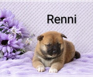Medium Shiba Inu