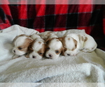 Small Cavalier King Charles Spaniel