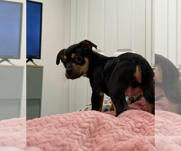 Medium Photo #3 Chihuahua-Unknown Mix Puppy For Sale in Alexander, AR, USA