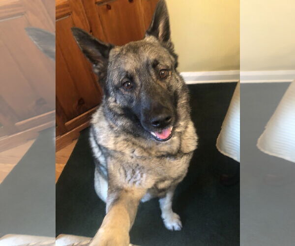 Medium Photo #13 Akita-Norwegian Elkhound Mix Puppy For Sale in Doylestown, PA, USA