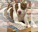 Small #10 American Pit Bull Terrier Mix