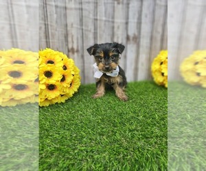 Yorkshire Terrier Puppy for sale in GRAND RAPIDS, MI, USA