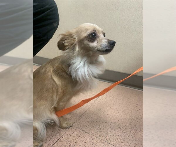 Medium Photo #6 Chiranian Puppy For Sale in San Francisco, CA, USA