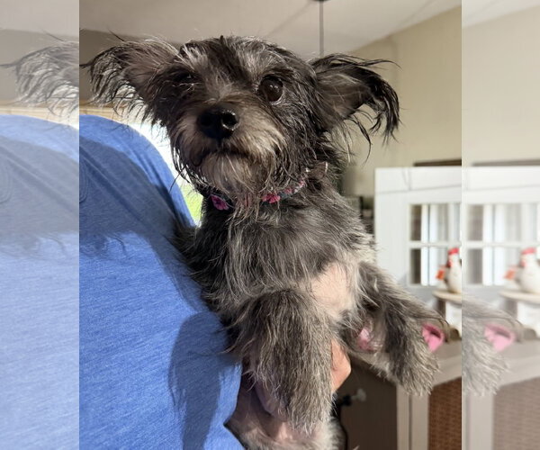 Medium Photo #5 Shih Tzu-Unknown Mix Puppy For Sale in Grafton, WI, USA